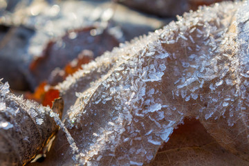 the frozen ice sheets in the winter , the snowflakes on the leaves
