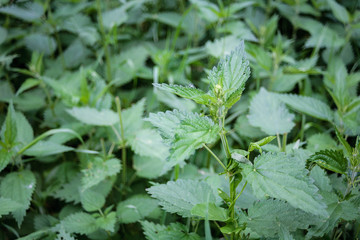 nettle growing in the field, nettle flowering
