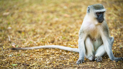 vervet monkey in kruger national park, mpumalanga, south africa 70