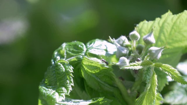 Fourmis et pucerons 02