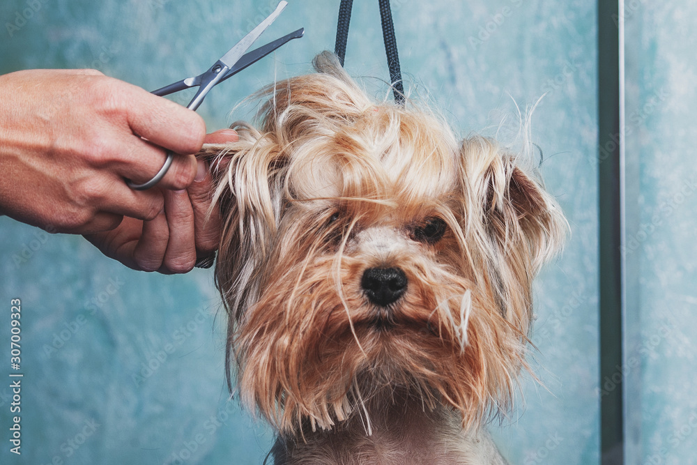 Wall mural woman hand grooming yorkshire terrier dog