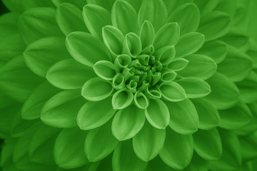  green dahlia petals macro, floral abstract background. Close up of flower dahlia for background, Soft focus.
