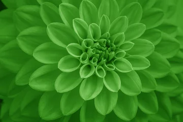 Türaufkleber  green dahlia petals macro, floral abstract background. Close up of flower dahlia for background, Soft focus. © Olena