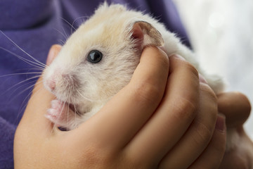 gorgeous charming white hamster sitting conceived in children's hands, attentiveness and caring attitude to animals