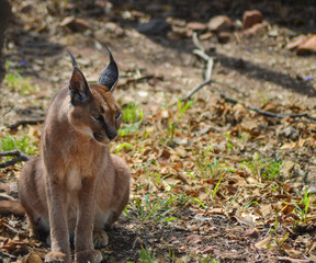 Caracal also know as African golden Cat
