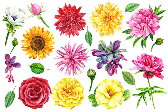 set of flowers, dahlia, roses, sunflower, anemone, peony, berries barberry, watercolor illustration, hand drawing
