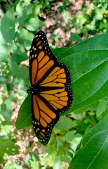 butterfly on flower