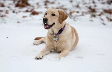Foto auf Leinwand Blonde labrador pup ligt in de sneeuw © photoPepp