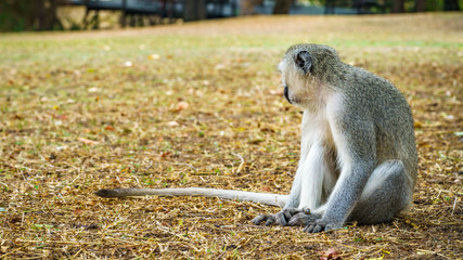 vervet monkey in kruger national park, mpumalanga, south africa 81