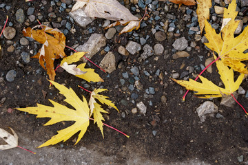 autumn leaves on wooden background