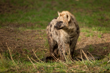 Naklejka na ściany i meble Jonge hyena in de zon