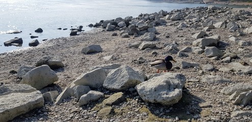 Wild ducks on the rocky Danube shore in Budapest, Hungary