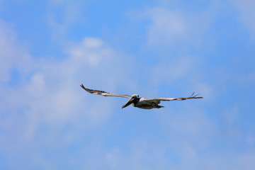 Pelican male gliding against clouds and blue sky, Sanibel Island