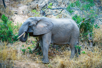elephant in kruger national park, mpumalanga, south africa 13