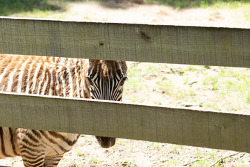 zebra peeking through fence