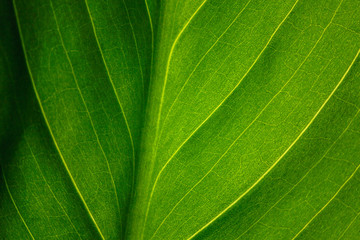 green leaf of the plant with the structure of nutrient vessels, the biochemistry of photosynthesis, processing of carbon dioxide by plants and the release of oxygen, plant respiration, chlorophyll