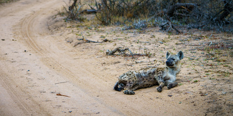 hyena in kruger national park, mpumalanga, south africa 12