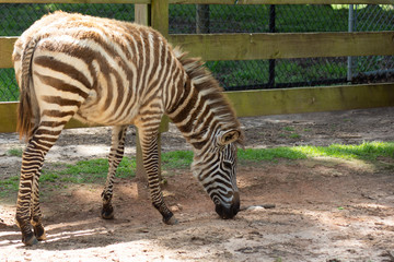 Fototapeta na wymiar zebra in the zoo