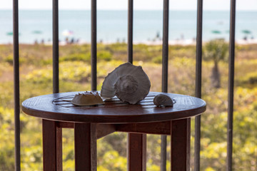 Shells of Sanibel Island on a table, background the shoreline