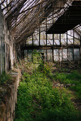 Fototapeta na wymiar Abandoned and overgrown greenhouse 