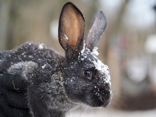 Portrait of a cute rabbit under the snow