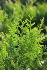 Thuja western Brabant. Branches illuminated by the sun.