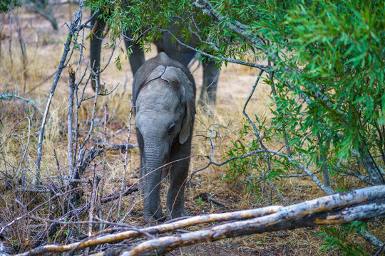 baby elephant in kruger national park, mpumalanga, south africa 31