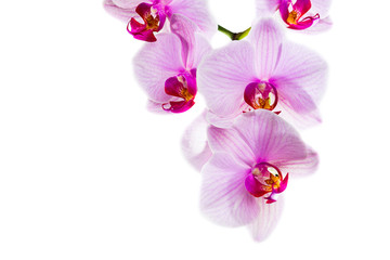 branch with blooming beautiful pink orchid flower closeup isolated on white background