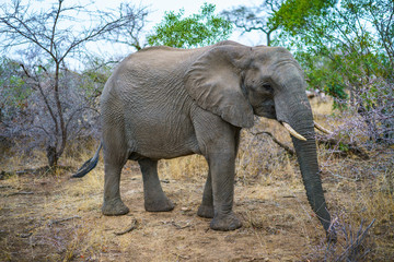 Fototapeta na wymiar elephant in kruger national park, mpumalanga, south africa 31