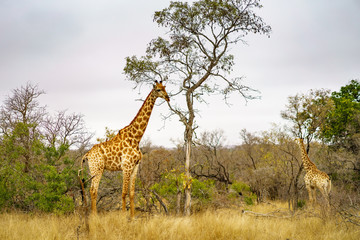 Fototapeta premium giraffes in kruger national park, mpumalanga, south africa 11
