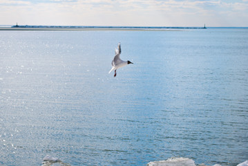 Flight of a seagull