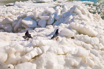 Pigeons and ice on the sea