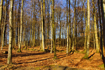 winterlich kahler Laubwald mit Eichen und Buchen