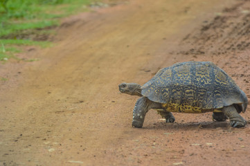 Fototapeta premium Cute small Leopard Tortoise crawling on dirt road in a game reserve in South Africa
