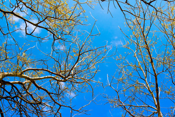 Bare tree branches against the blue sky background 