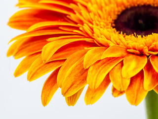 beautiful orange gerbera daisy flower isolated close up