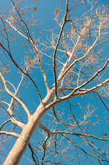 Fototapeta premium Bare tree branches against the blue sky background 