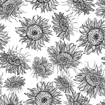 Floral seamless pattern. Vector line art illustration with sunflowers flowers. Hand drawn pattern isolated on white background. 