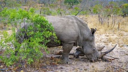 white rhino in kruger national park, mpumalanga, south africa 60