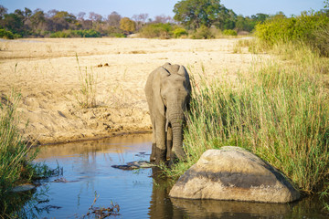 Obraz premium elephant in kruger national park, mpumalanga, south africa 11