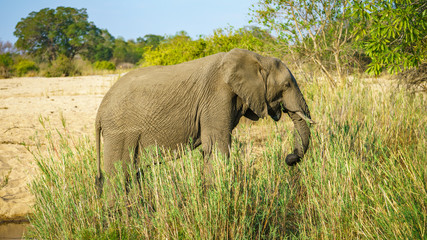 Naklejka na ściany i meble elephant in kruger national park, mpumalanga, south africa 23