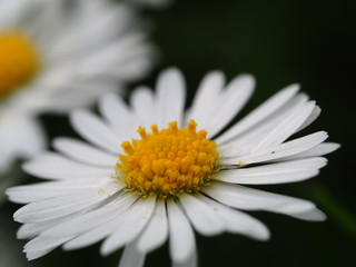 Fototapeta premium closeup of a daisy