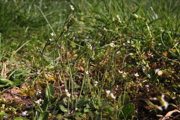 Blooming thale cress ( Arabidopsis thaliana ) plants with blossoms on a wild natural meadow