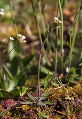 Unassuming little Arabidopsis thaliana flower on a mossy forest soil in bloom