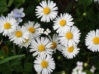 Fototapeta premium field of daisies