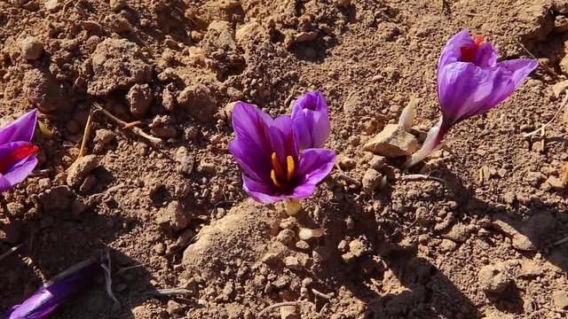 Close-up purple saffron flower in farm soil and Saffron crocus harvest top view