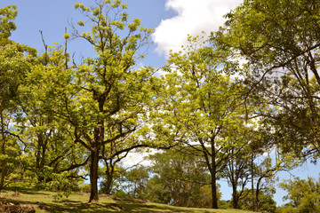 view of mountains and trees,Caracol Waterfall and Aerial Tramways Serra Parks, Canela, Brazil