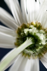 white daisy reverse stem angle close-up