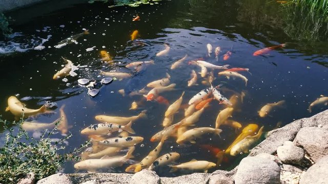 Verschiedene Sorten von Koi-Karpfen in allen Farben, die am Rande des Beckens zu fressen kommen