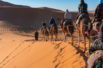 Participating in Camel caravan tour in Sahara desert, Morocco